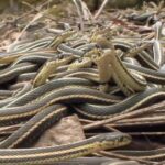 Удивительный остров Бразилии