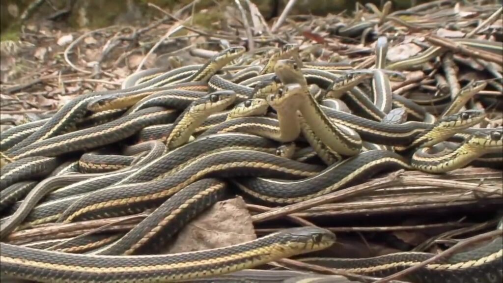 Фото 53 — Удивительный остров Бразилии